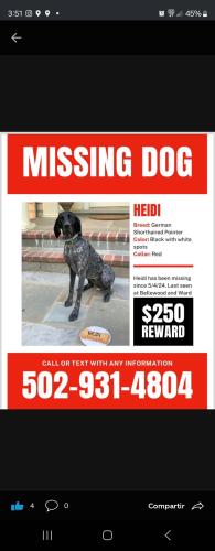 Lost Female Dog last seen Bellewood ky , Bellewood, KY 40207