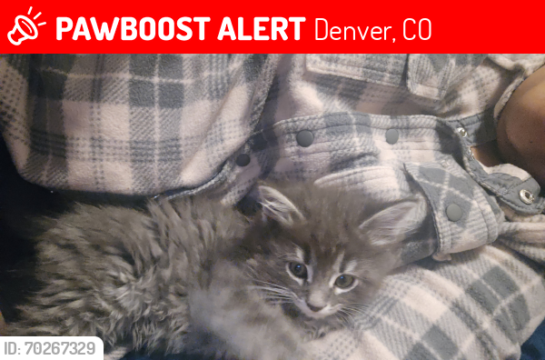 Lost Male Cat last seen Urban indian grocery, Denver, CO 80233