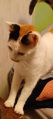 Lost Female Cat last seen 53rd and Swartz rd kck , Kansas City, KS 66106