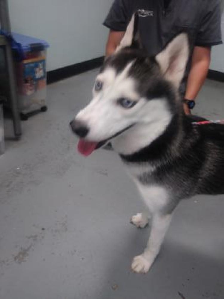Shelter Stray Female Dog last seen Folsom, CA 95630, Sacramento, CA 95828