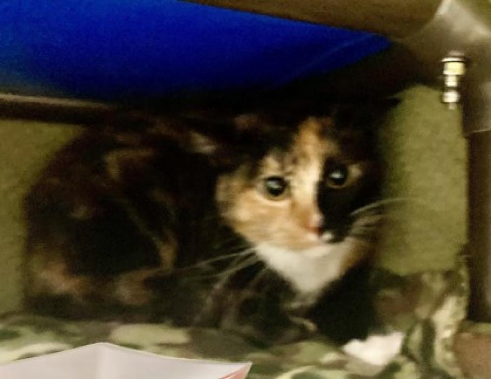 Shelter Stray Female Cat last seen Seattle, WA 98104, Seattle, WA 98119