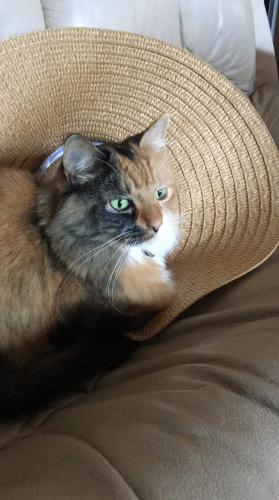 Lost Female Cat last seen Yorktown rd, Fremont, CA 94538