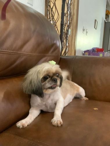 Lost Female Dog last seen Orchard and greenfield , Milwaukee, WI 53204