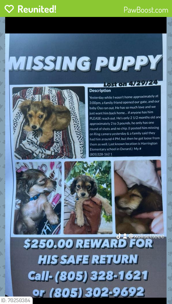 Reunited Male Dog last seen Saviors road in Oxnard CA, Oxnard, CA 93030