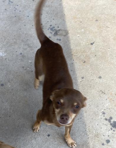 Lost Male Dog last seen Highway 78, Loganville, GA 30052