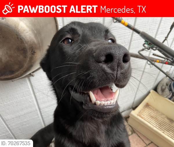 Lost Male Dog last seen Gas station , Mercedes, TX 78570