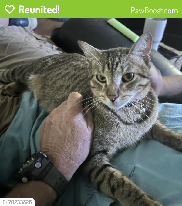 Reunited Male Cat last seen Magnolia East: Friar Tuck Dr and Robin Hood Dr, Montgomery, TX 77316