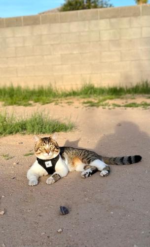 Lost Male Cat last seen Near W Cocopah St, Avondale, AZ 85323