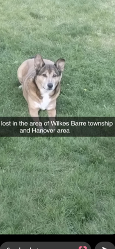 Lost Male Dog last seen Lawrence st , Wilkes-Barre, PA 18702