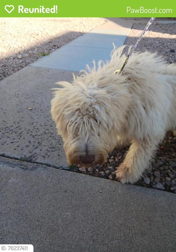 Reunited Male Dog last seen Alma school and rio Salado parkway , Mesa, AZ 85201