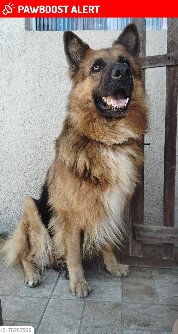 Lost Male Dog last seen Rubem Berta, alvorada, Parque Santa Fé, RS 91180-290