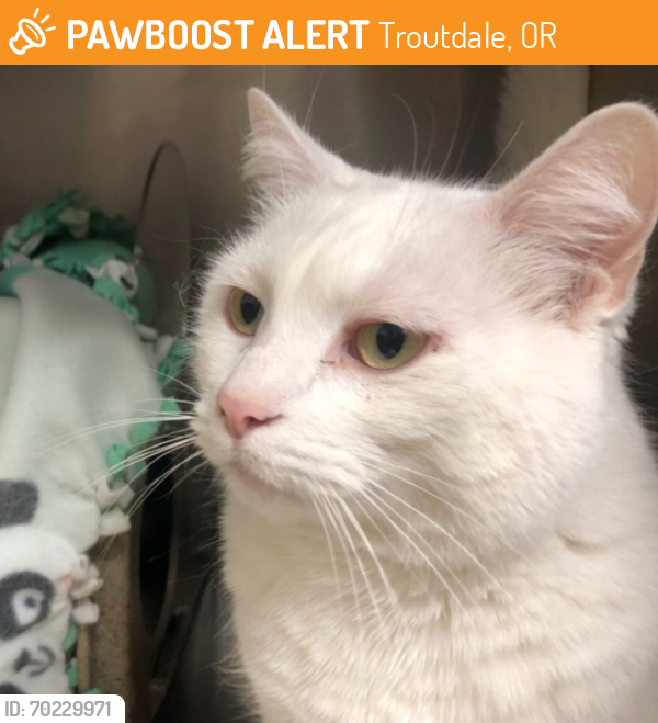 Shelter Stray Female Cat last seen garden home/62nd, OR, Troutdale, OR 97060