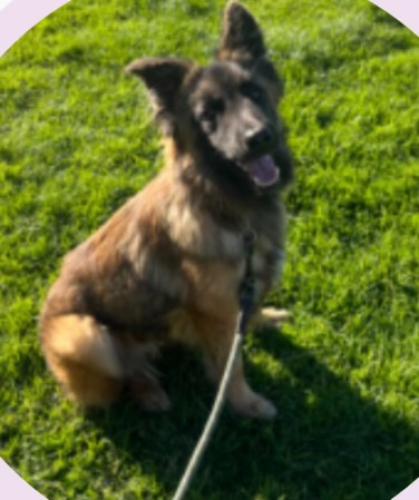 Lost Male Dog last seen 37th Ave & San Leandro Blvd., Oakland, CA 94601