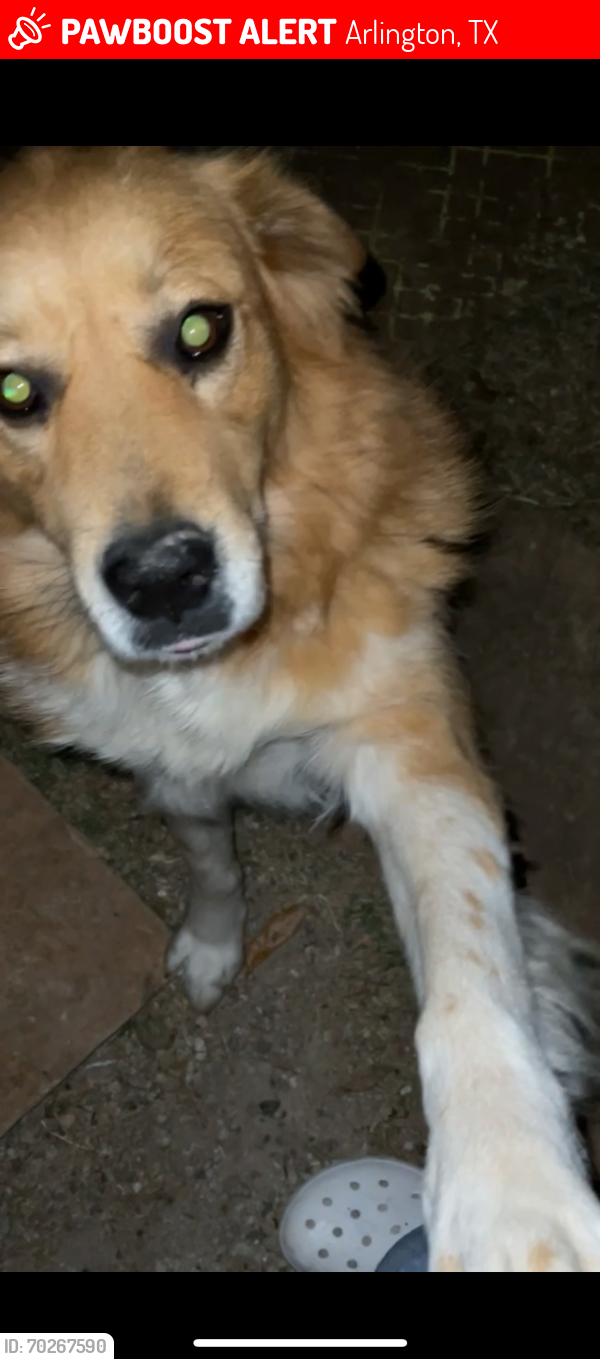 Lost Female Dog last seen Near gene ln Arlington tx, Arlington, TX 76010