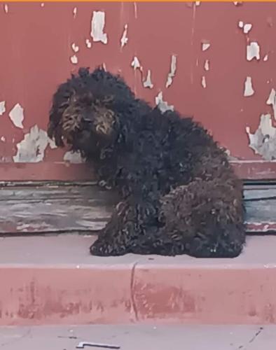 Lost Male Dog last seen Magnolia , Long Beach, CA 90806