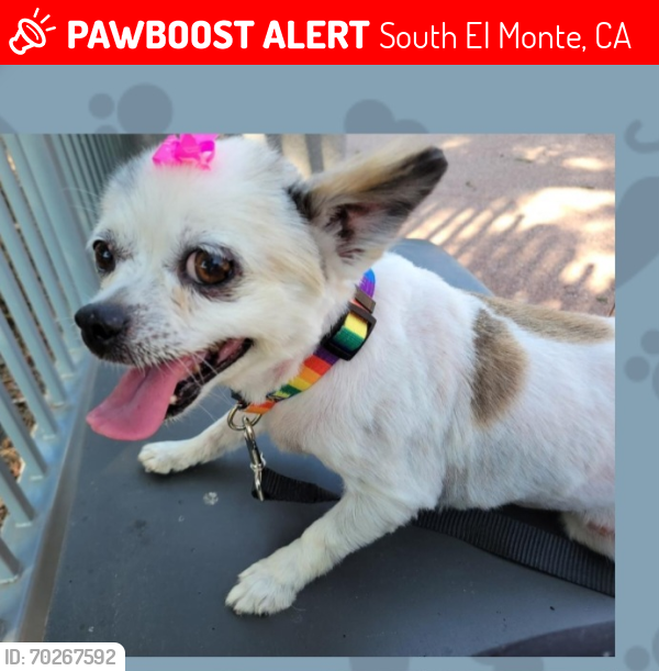 Lost Female Dog last seen Fruitvale Ave. and Durfee Ave. , South El Monte, CA 91733
