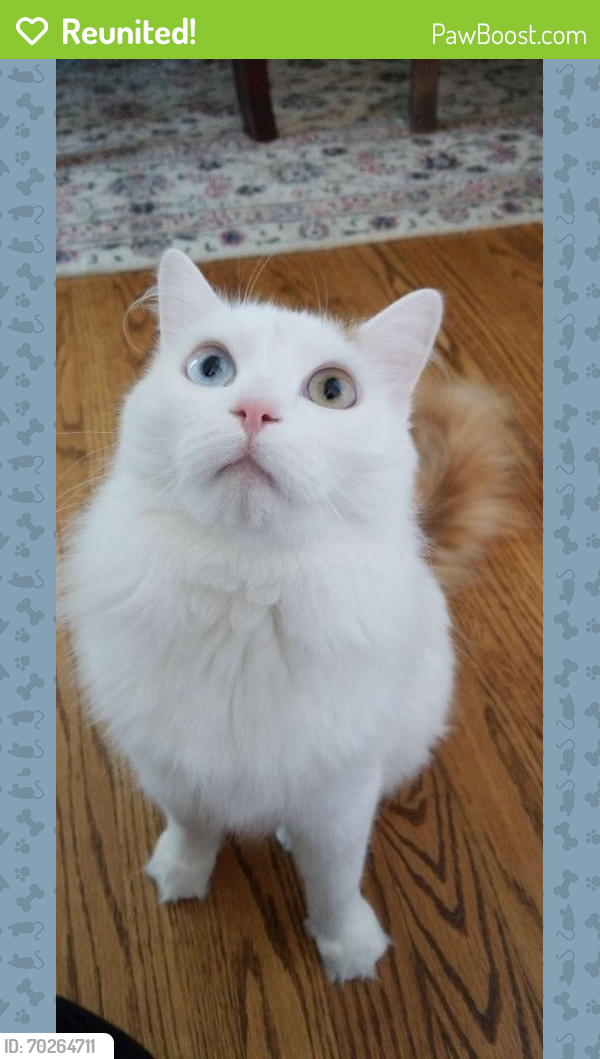 Reunited Male Cat last seen By the crossing of southfield and 8 mile, Southfield, MI 48075