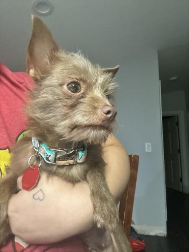Lost Female Dog last seen 57th and 10th ave , Greenacres, FL 33463