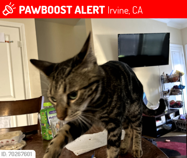 Lost Male Cat last seen Near piccolo, Irvine, CA 92620