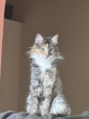 Lost Female Cat last seen Near tranquil lane , Ceres, CA 95307