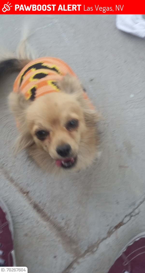 Lost Female Dog last seen 15th street and Francis, Las Vegas, NV 89104