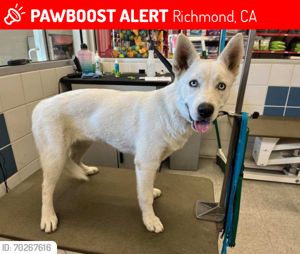Lost Female Dog last seen 23rd St in Richmond Ca, Richmond, CA 94804