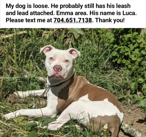 Lost Male Dog last seen N. Louisiana Ave. and Emma Rd. , Buncombe County, NC 28806