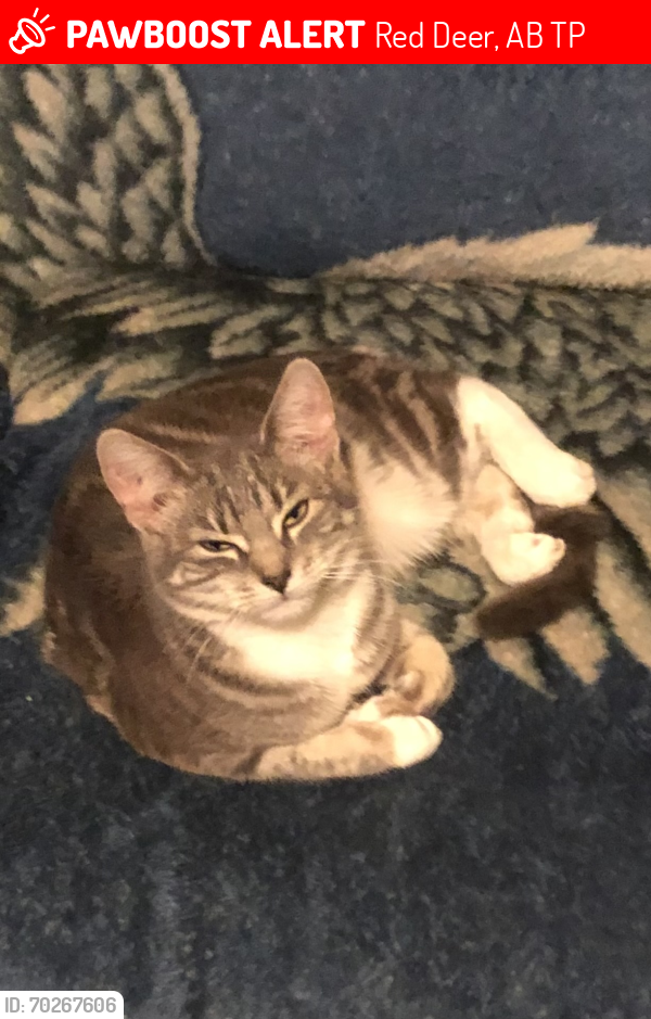 Lost Female Cat last seen 68st and northey ave, Red Deer, AB T4P