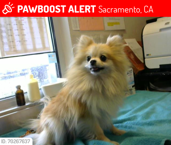 Lost Female Dog last seen Sailfish Bay and Tamarindo , Sacramento, CA 95828
