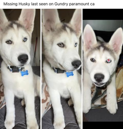 Lost Male Dog last seen Myrrh street , Paramount, CA 90221