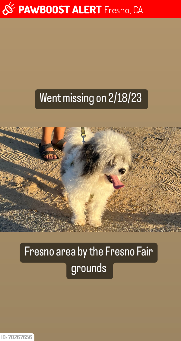 Lost Male Dog last seen King canyon , Fresno, CA 93721