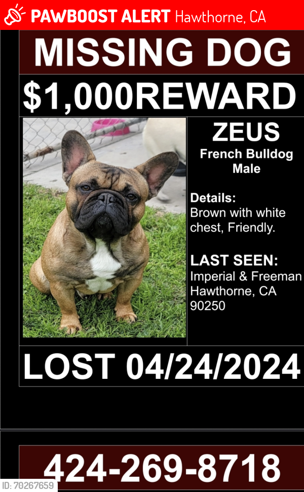 Lost Male Dog last seen Freeman & Imperial , Hawthorne, CA 90250