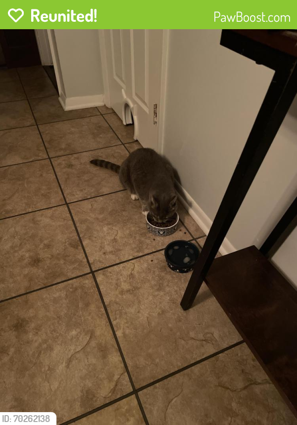Reunited Male Cat last seen Fifteen and Maple Lane, Sterling Heights, MI 48312