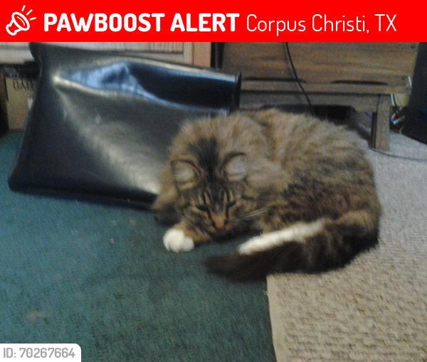 Lost Female Cat last seen Santana Dr. near Waldren Park, Corpus Christi, TX 78418