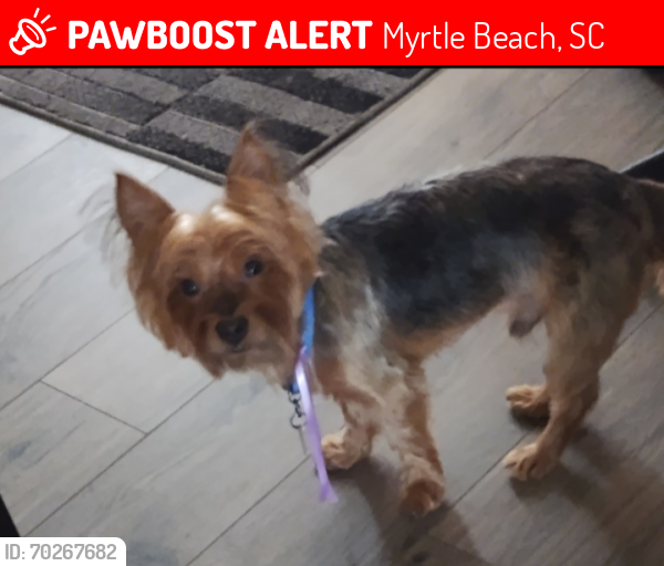 Lost Male Dog last seen Perry St Myrtle Beach South Carolina , Myrtle Beach, SC 29579