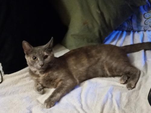 Lost Female Cat last seen Valley, & Proctor, & Parroit, City of Industry, CA 91744