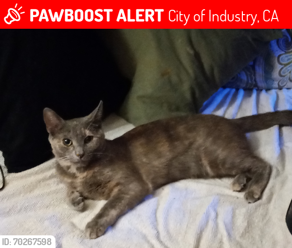 Lost Female Cat last seen Valley, & Proctor, & Parroit, City of Industry, CA 91744