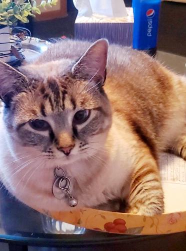 Lost Female Cat last seen Arnsby and Everson near groveport madison schools, Columbus, OH 43232
