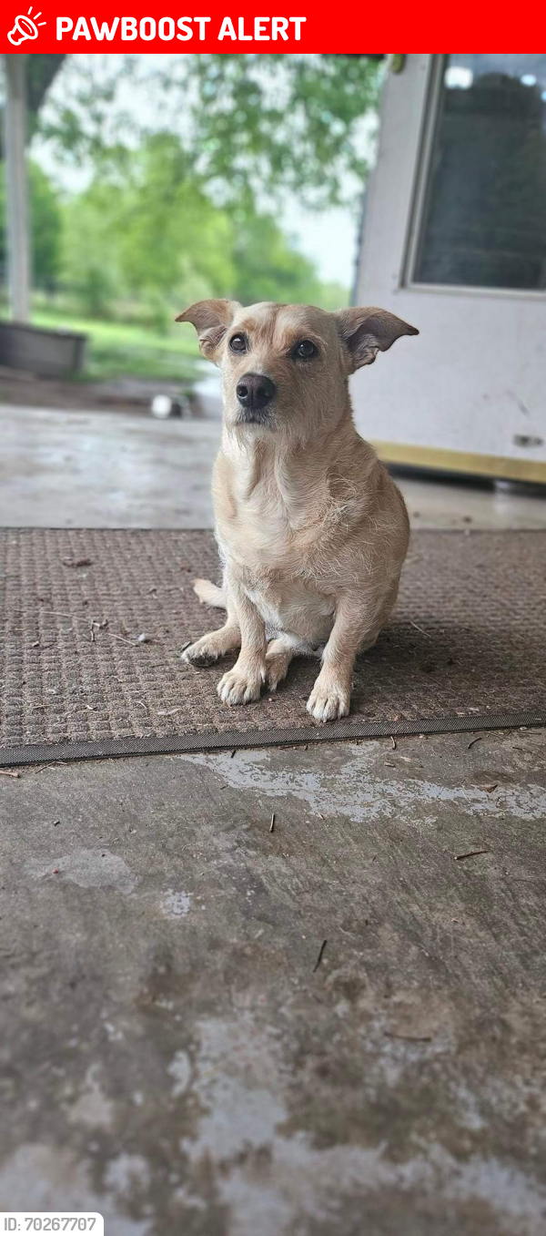Lost Female Dog last seen 131st and 289th coweta, Wagoner County, OK 74429