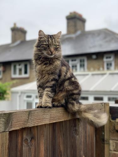 Lost Male Cat last seen Grasmere road, Purley, Greater London, England CR8 1DU