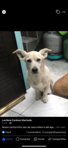 Lost Male Dog last seen Robert kened, Parque Brasil, SP 