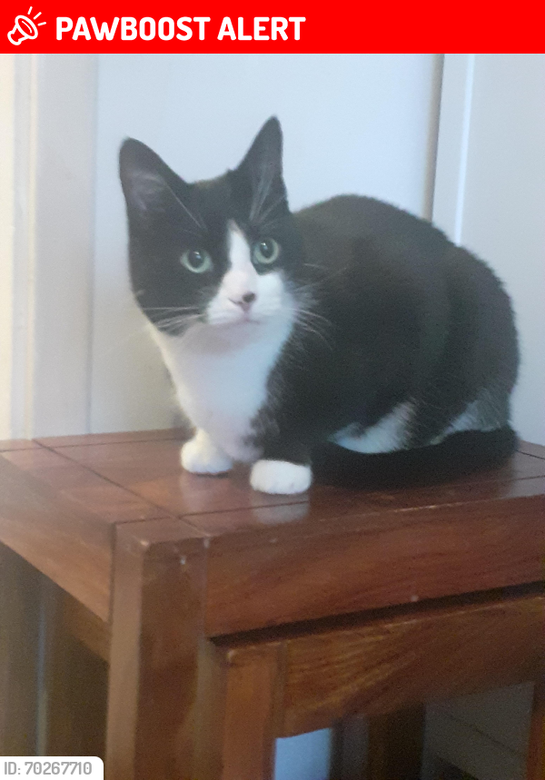 Lost Male Cat last seen By the electric room behind Laurate Academy, Hertfordshire, England HP1