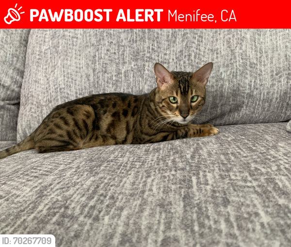 Lost Male Cat last seen Holland Rd/ Menifee Rd, Menifee, CA 92584