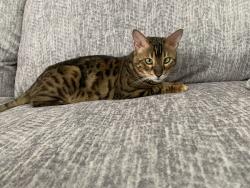 Lost Male Cat last seen Holland Rd/ Menifee Rd, Menifee, CA 92584
