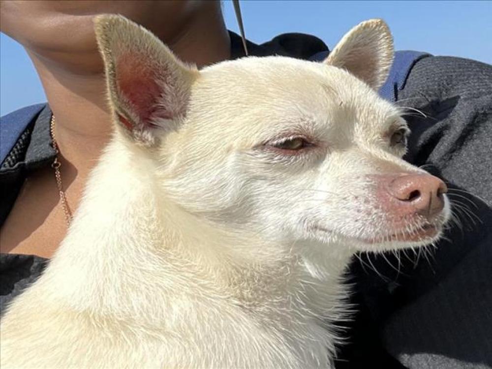 Shelter Stray Male Dog last seen Near BLK AQUARIUM WAY, Long Beach, CA 90815