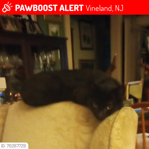 Lost Male Cat last seen N West Ave, near John St and Forest Grove Rd, Vineland, NJ 08360