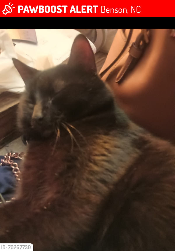Lost Male Cat last seen Old fairground road and Johnston county line road, Benson, NC 27504
