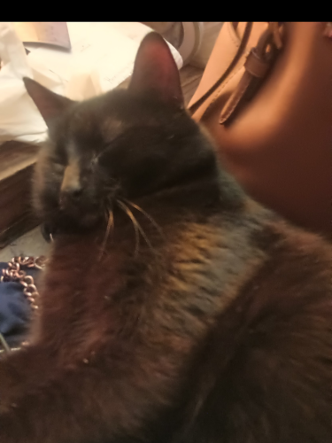 Lost Male Cat last seen Old fairground road and Johnston county line road, Benson, NC 27504