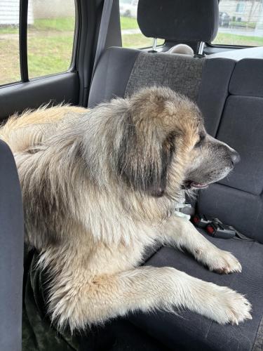 Found/Stray Male Dog last seen 21st and Aspen, Metroplex , Tulsa, OK 74134