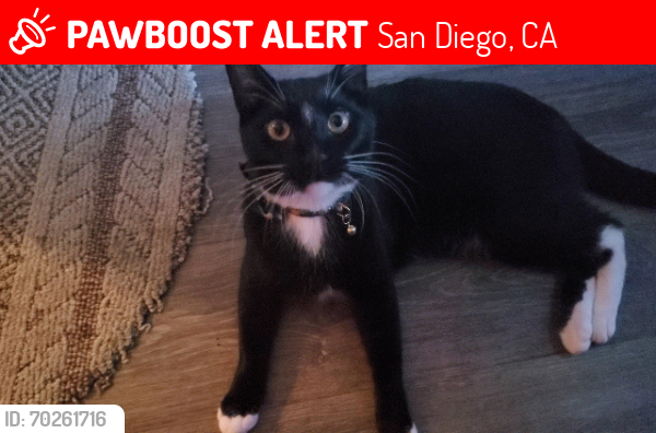 Lost Male Cat last seen Extended Stay Suites(Fashion Valley), San Diego, CA 92108